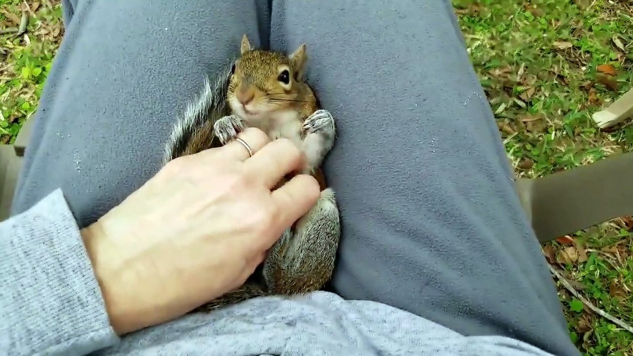 Cutest squirrel doesn't want his massage to stop