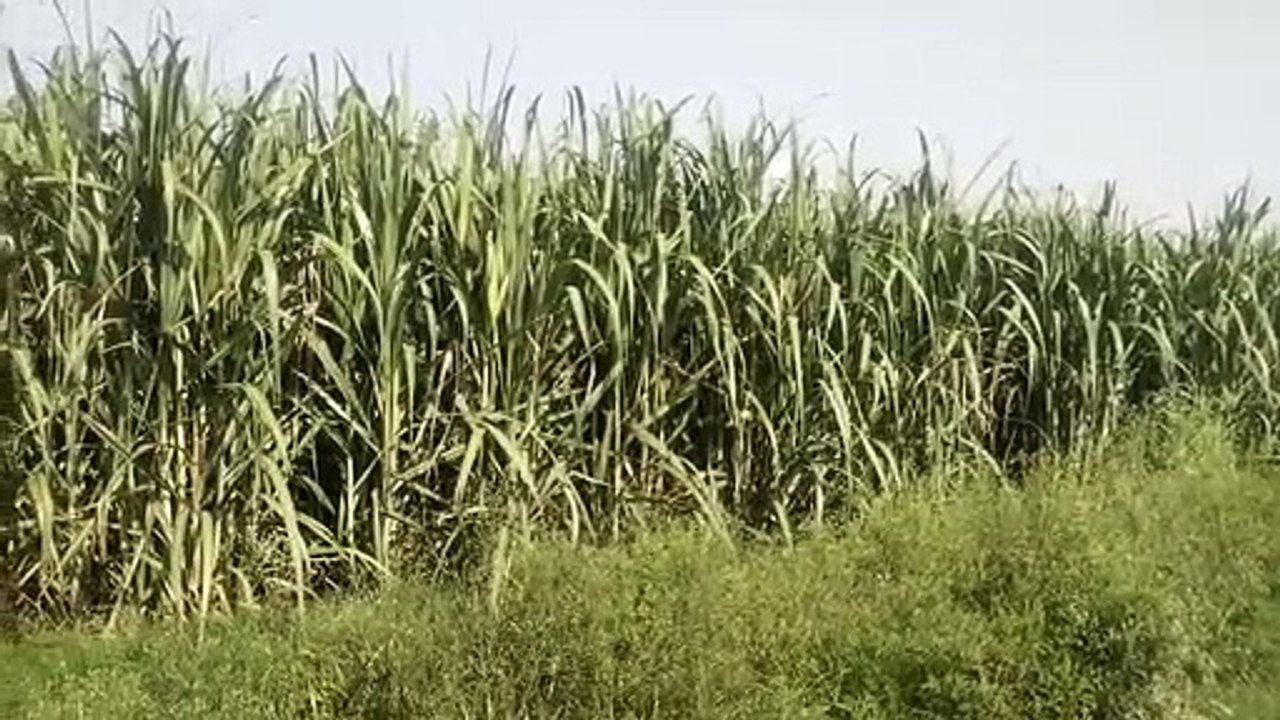 इस बार 17 लाख क्विंटल से अधिक गन्ने उत्पादन का अनुमान