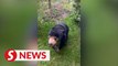 England zoo confirms sun bear on hind legs is real