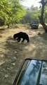 बाघों की नगरी में बढ़ा भालूओं का कुनबा