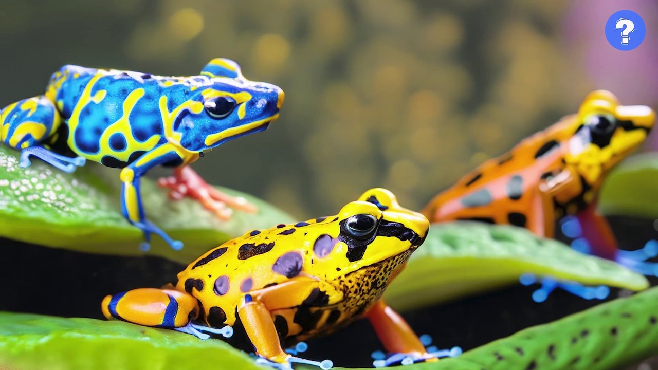 More POISONOUS than a COBRA! | Blue dart frog | know This