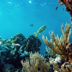 -ANDRÉS DE JESÚS VÉLEZ FRANCO- OCÉANO ATLÁNTICO BATE RÉCORD DE TEMPERATURA (PARTE 1) (@AndresdeJesus90)