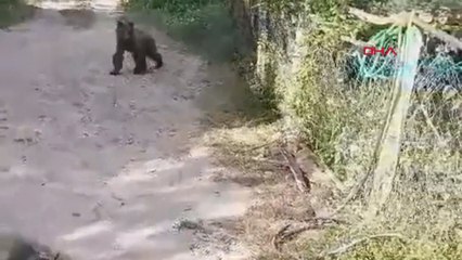 Köye inen yavru ayıyı kovalamak için dakikalarca uğraştılar