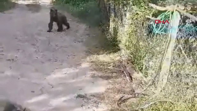 Köye inen yavru ayıyı kovalamak için dakikalarca uğraştılar