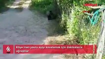 Köye inen yavru ayıyı kovalamak için dakikalarca uğraştılar