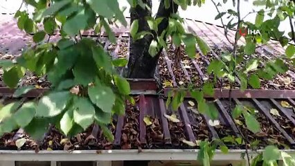 Baba Mirası Ağacı Kesmeye Kıyamadı: 11 Yıldır Evin Balkonundan Geçen Ağaçla Yaşıyor