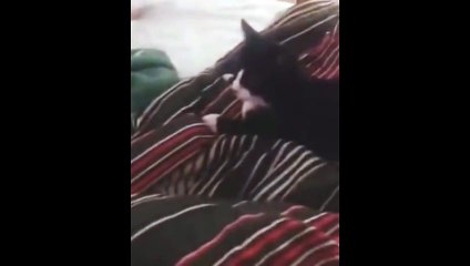 Un chat aboie comme un chien