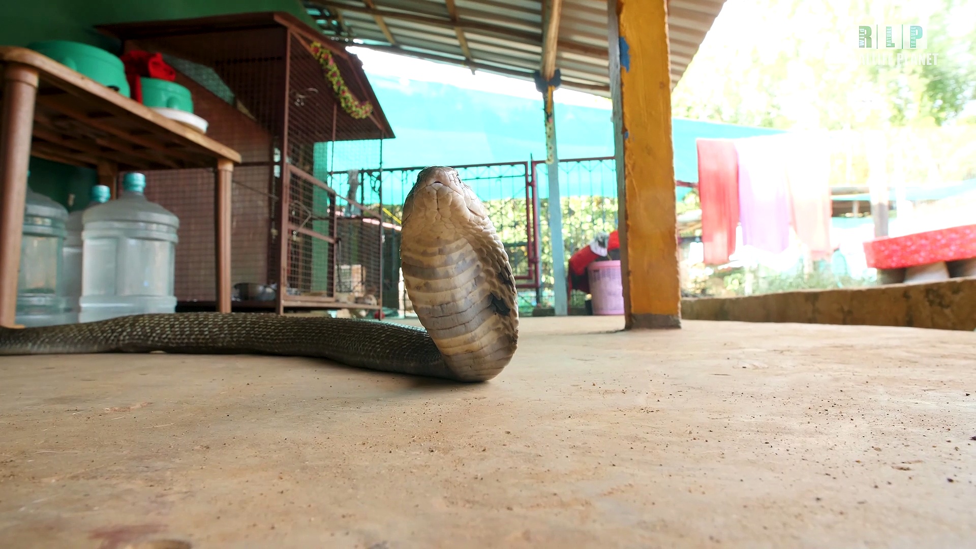 RLP Snake Information