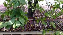 L'héritage du père n'a pas pu couper l'arbre : 11 ans de vie avec l'arbre qui traversait le balcon de la maison