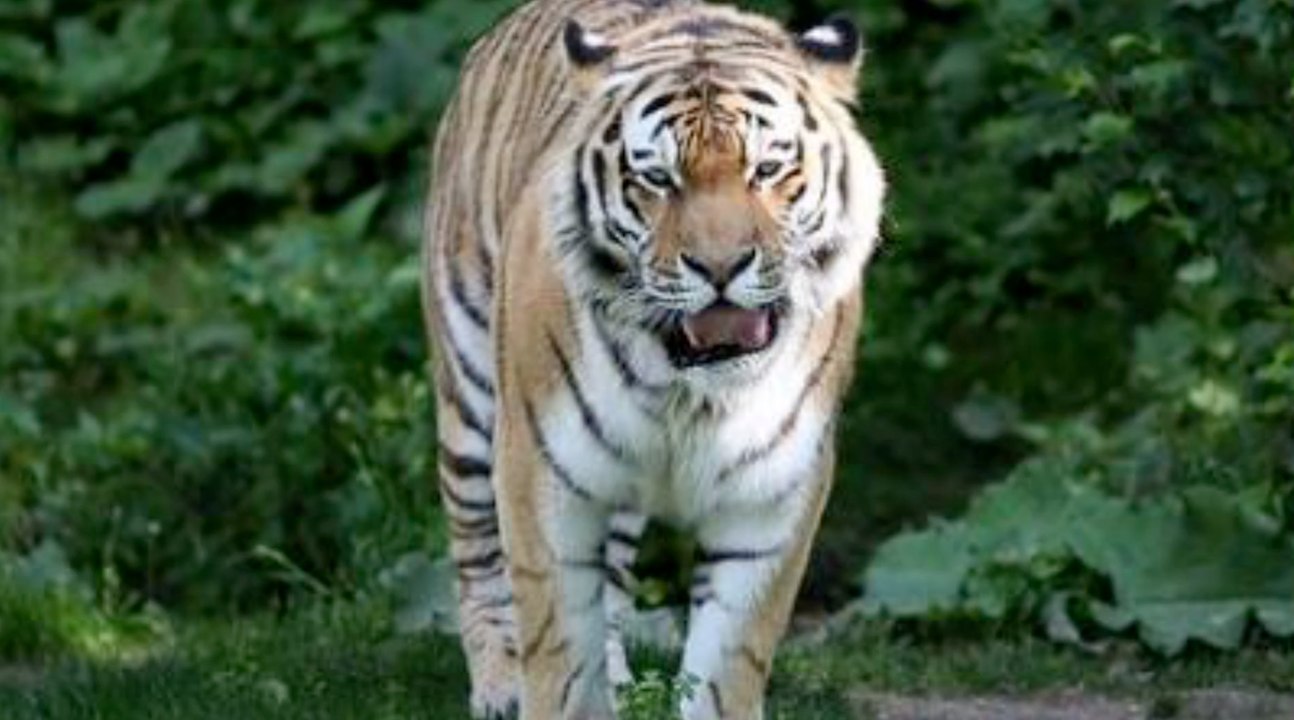 Erneuter Tiger-Tod im Zoo Leipzig