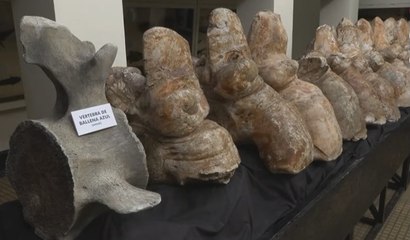 Présentation au Pérou d'une énorme baleine préhistorique