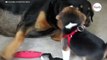 Le chiot Beagle s'approche du Rottweiler  4 millions de personnes sont sans voix (Vidéo)-index