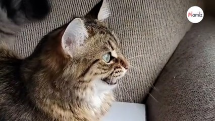 Un chat se met à gazouiller contre un oiseau : 370 000 internautes sont étonnés de son attitude