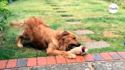 Une femelle Golden Retriever est sauvé d’un abattoir chinois : un mois plus tard, elle est méconnaissable