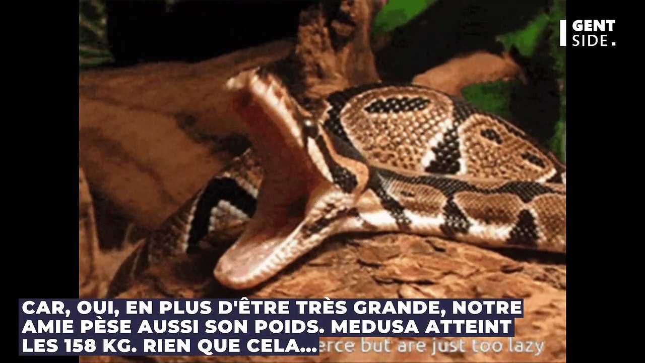 Médusa, le plus grand serpent du monde en captivité va vous donner des sueurs froides (VIDEO)