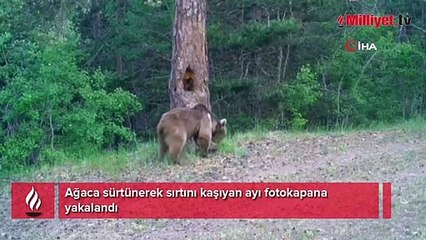 Ağaca sürtünerek sırtını kaşıyan ayı fotokapana yakalandı