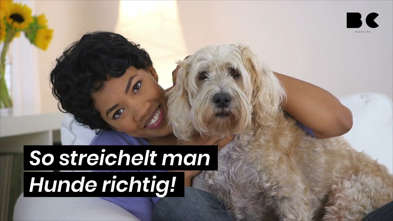 So streichelt man Hunde richtig!
