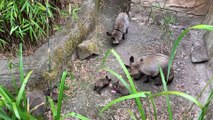 'Bat-eared' foxes born in Exmoor Zoo.