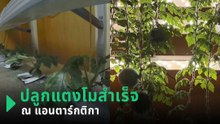 นักวิทย์ฯ ปลูกแตงโมในแอนตาร์กติกา หวานฉ่ำ ณ ดินแดนหนาวสุดในโลก