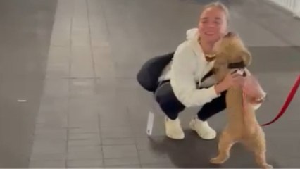 Video herunterladen: Fluffy dog happily reunites with her owner after two months *Wholesome Reunion*