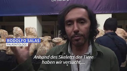 Wissenschaftler finden Knochen von kolossalem Ur-Wal