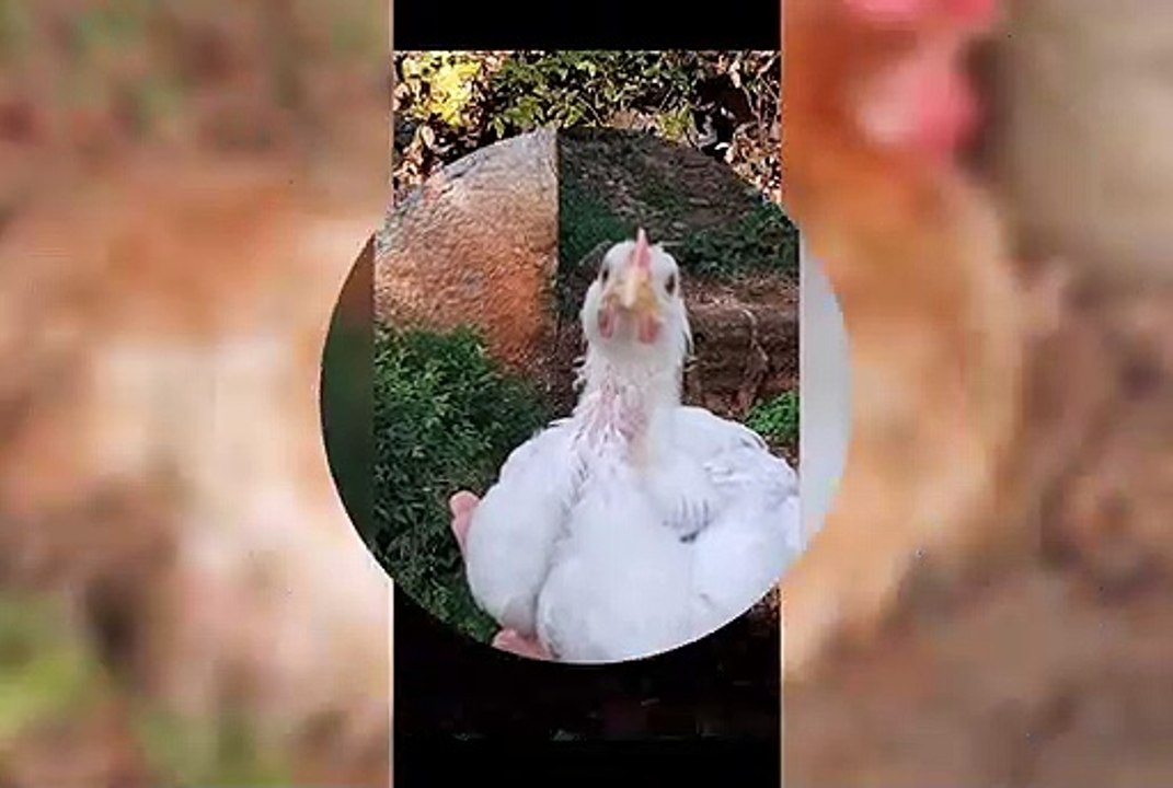 Meus amores  , minhas fofuras que  amo muito 