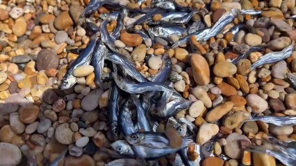 Dead fish wash up on Blackpool sands in bizarre phenomenon