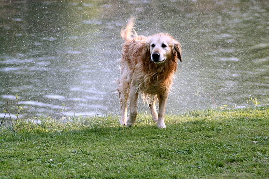 Descubre La Razón Por La Que Los Perros Mojados Huelen Tan Mal