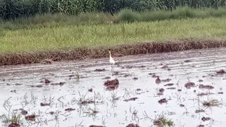 Feeding Behavior of Cattle Egret (Bubulcus ibis) | Foraging Behavior | Breakfast in Water Field | [ENGLISH]