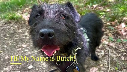 Butch at RSPCA Blackberry Farm Animal Centre needs a home