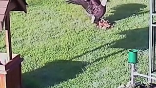 Eagle Attacking Chicken