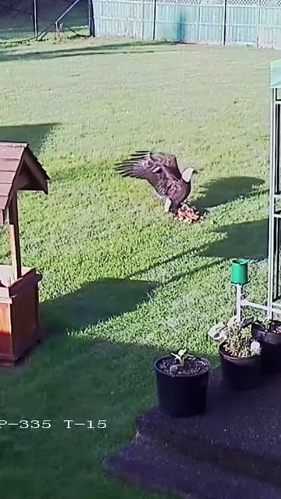 Eagle Attacking Chicken
