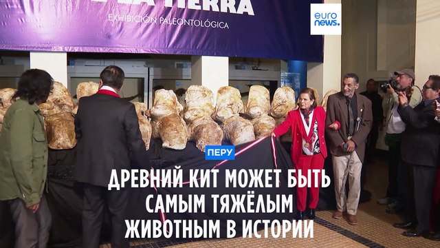 Кит из Перу может оказаться самым тяжёлым существом в истории