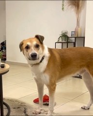 This Pooch Can SING!