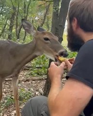 Wild DEER Eats Apples Out Of Man's Hand!