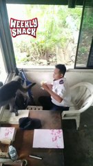 what's for lunch  Funny moments! THE END _funnypictures _FunnyPinns -SofiaFunnyPin _FunnyOrDie _funnyordie -funnyvideos _FunnyQuotes #FailArmy #zoofails #monkey #snacks