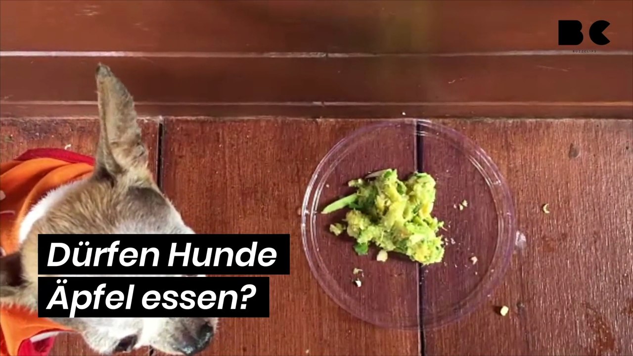 Dürfen Hunde Äpfel essen?