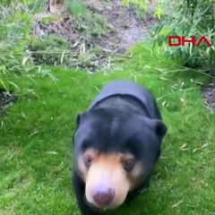 İngiltere, Çin’deki görüntüyü konuşuyor: İnsan mı, ayı mı?