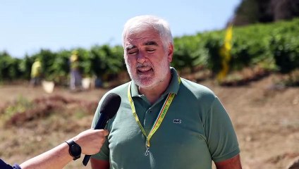 Choc clima sulla vendemmia, calo del 35 %