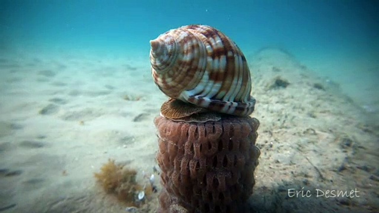 Shellfish Serenity