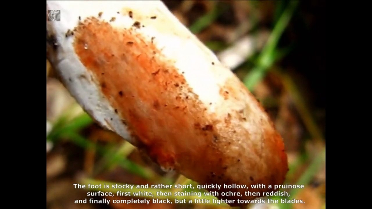 Russula acrifolia. Champimaginatis. English Text