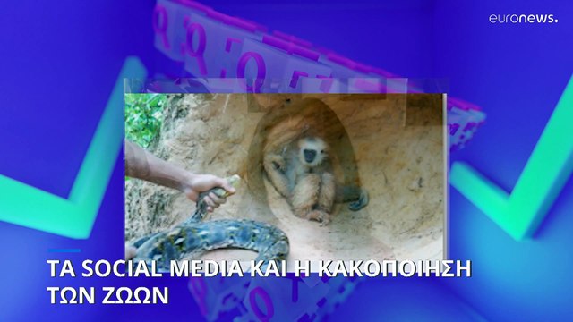 Τα social media και η κακοποίηση των ζώων