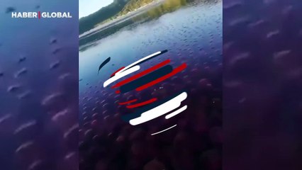 Kıyıdaki inanılmaz canlılar görenleri şaşkına çevirdi!