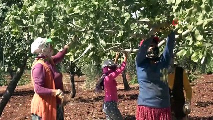 Kilis'te yeşil altının hasadı başladı: Tarlada kilosu 95 lira