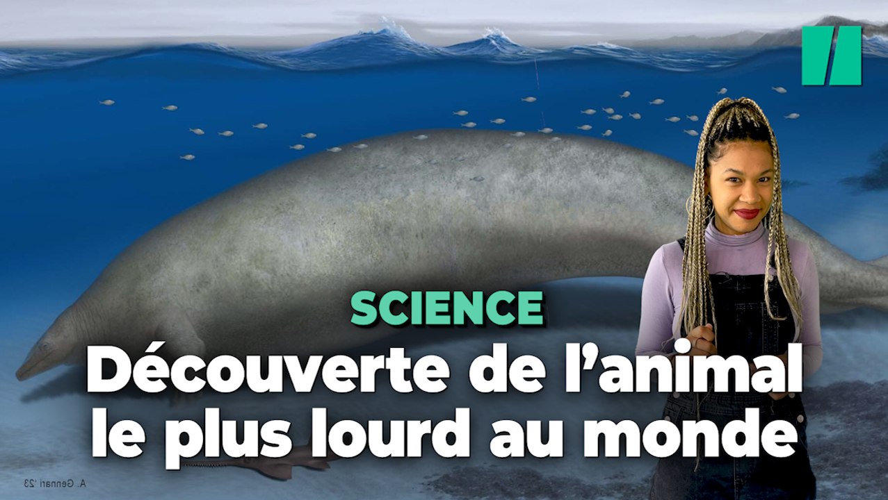 Cette baleine préhistorique pourrait être l’animal le plus lourd au monde