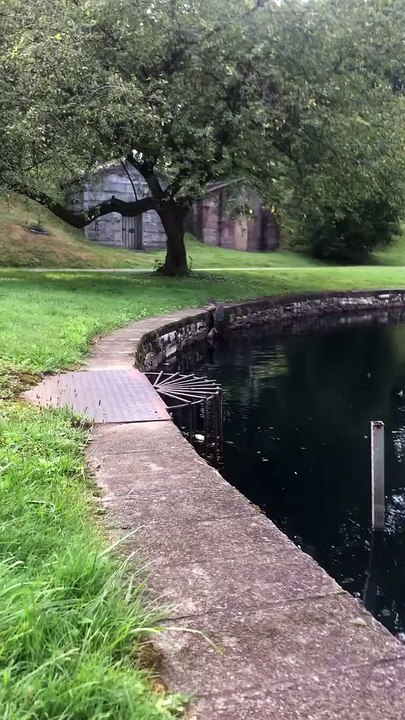 La tortue serpentine sort de l'étang