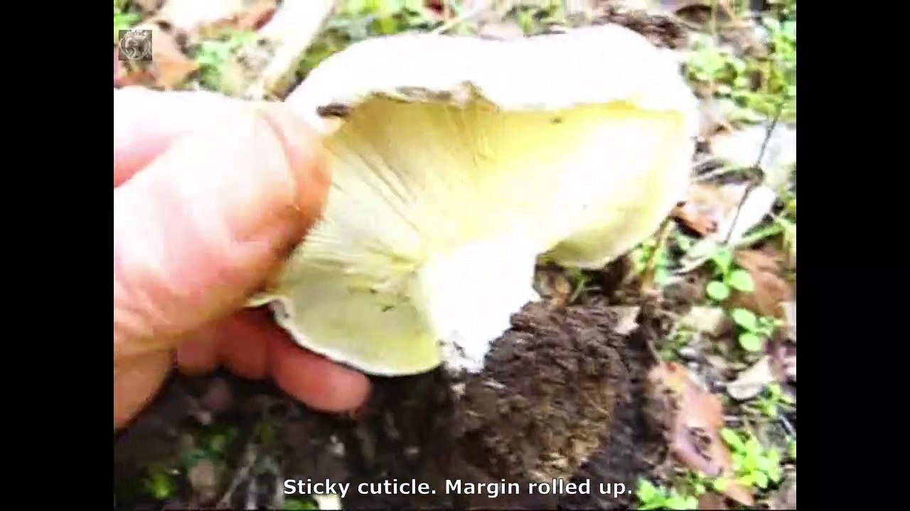 Russula delica. Champimaginatis. English Text