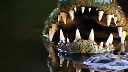 Ruthless Crocodile Captures an Impala at The Last Moment