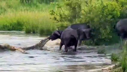 Ruthless Crocodile Captures a Buffalo From its Mouth
