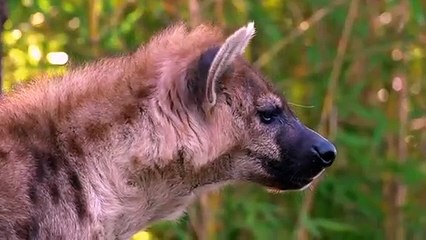 Savage Hyena Snatches a Newborn Impala To Eat